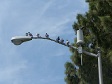 Pigeons on Light Pole.JPG